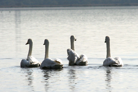 ウトナイ湖の白鳥_e0001123_23341287.jpg