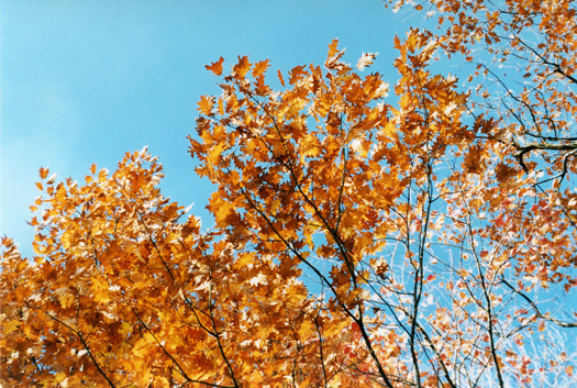 ニューヨークの秋の風景-2_c0064027_13594854.jpg