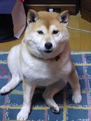 新しい住まい_c0049950_2231616.jpg