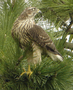 ■鳥類園・最新情報(05.10.19~20)_e0046474_1420330.jpg