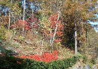 紅葉の秋から、初冬へ_c0039675_1233315.jpg