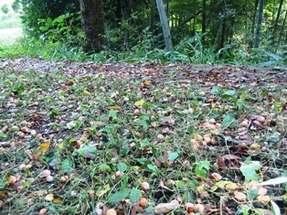 c0016212_21562564.jpg