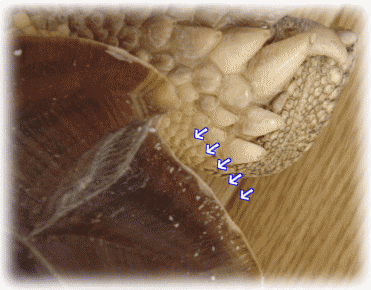 b0055276_2350536.gif