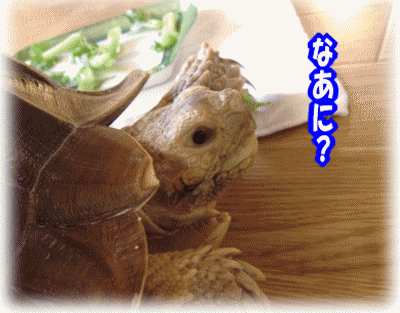 b0055276_23562278.gif