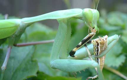 ★カマキリは薬用としても著効!!ハゲにも効くって(ﾟﾛﾟ;)ｴｪ!!_b0013789_032414.jpg