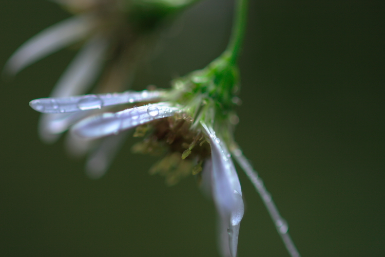 c0044720_885370.jpg