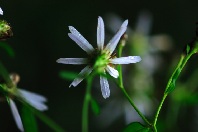 c0044720_6323159.jpg