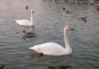 d0068023_20494460.jpg