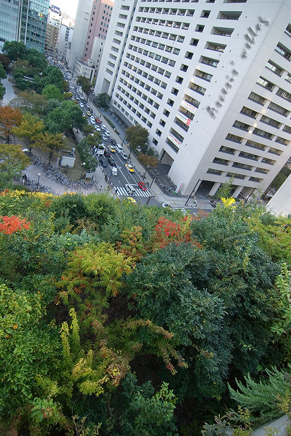 都心の紅葉_c0017665_065488.jpg