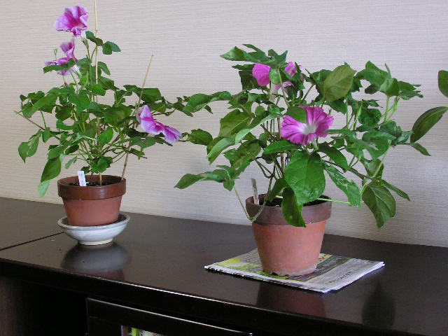 b0036114_1552313.jpg