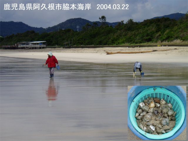 鎌で潮干狩り Beachmollusc ひむかのハマグリ
