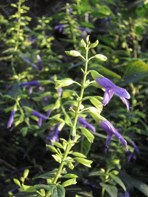d0049381_21534782.jpg
