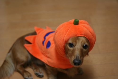 Trick or Treat～？_e0016009_2103976.jpg