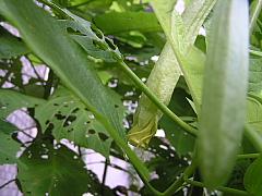 キダチチョウセンアサガオ（木立朝鮮朝顔）　ナス科　_a0037019_6425465.jpg