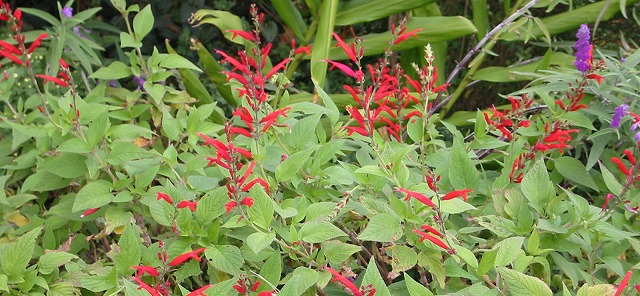 c0026824_17585618.jpg