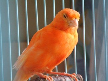 カナリヤの飼い方 その壱 暁色の鳥 アカツキ イロ ノ トリ Tossy サンキチの日記