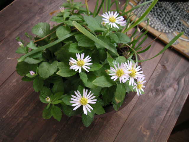 b0023240_12234775.jpg