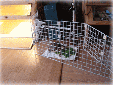 b0055276_10575164.gif