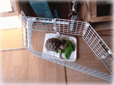 b0055276_1114021.gif