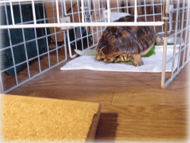 b0055276_1162924.gif