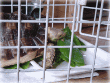 b0055276_12551720.gif