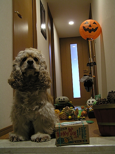 HALLOWEEN　PARTY!!!!_b0067012_23175662.jpg
