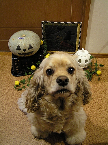 HALLOWEEN　PARTY!!!!_b0067012_23445638.jpg