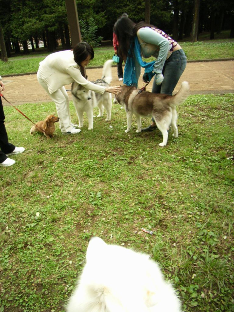 代々木公園 サモエド クローカのお気楽日記