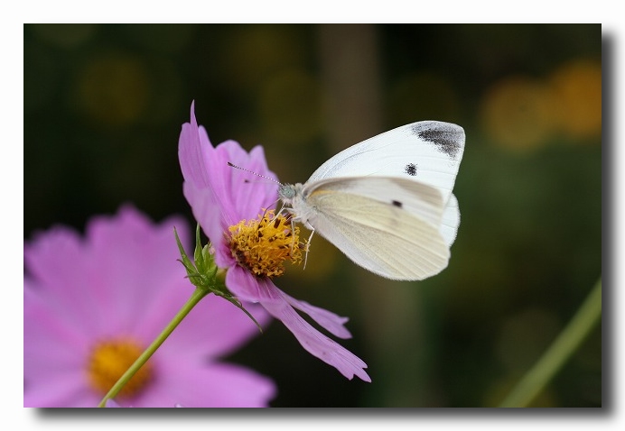 モンシロチョウ秋を楽しむ : 自然のキャンバス