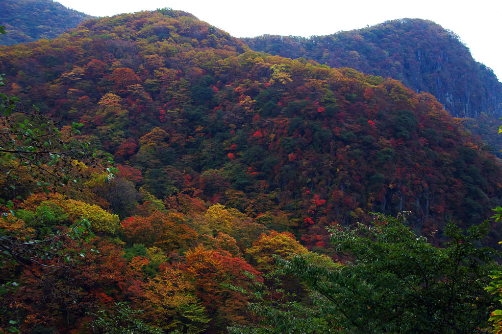 いろは坂の紅葉_c0009042_19535053.jpg