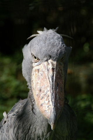 ハシビロコウってかっこいい その2 動物園でお散歩