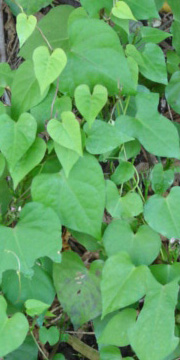 c0011009_4253114.jpg