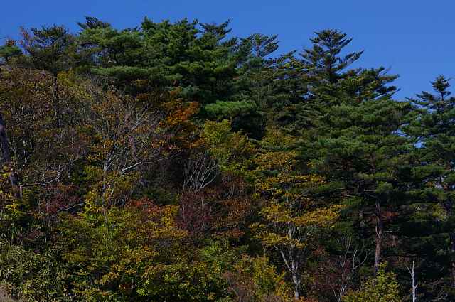 少し色付き(高野山)_b0009847_27767.jpg