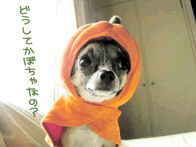 c0019050_179483.gif