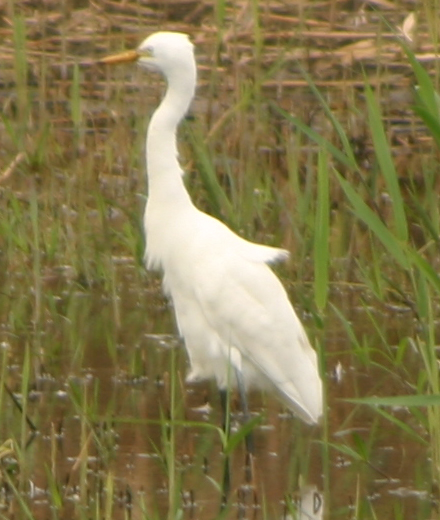 ■先週末の鳥類園(05.10.29~30)_e0046474_17155977.jpg