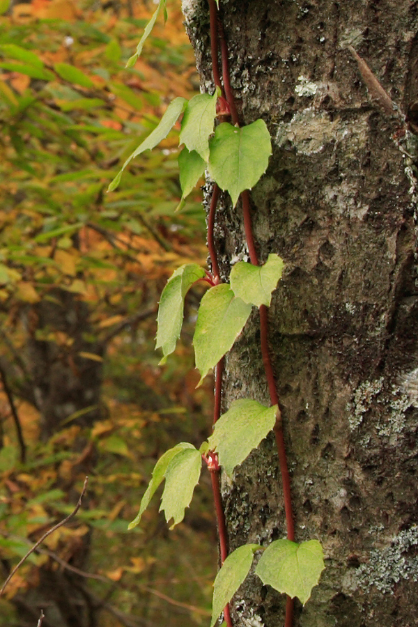 秋の八方ヶ原めぐり　（2005.10.30）_a0049978_23434993.jpg