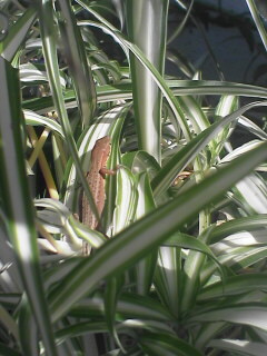 c0056903_1257595.jpg