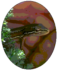c0056903_1311954.gif
