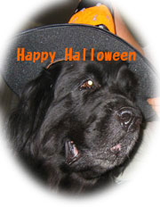 Happy　Halloween !!_e0005603_98265.jpg