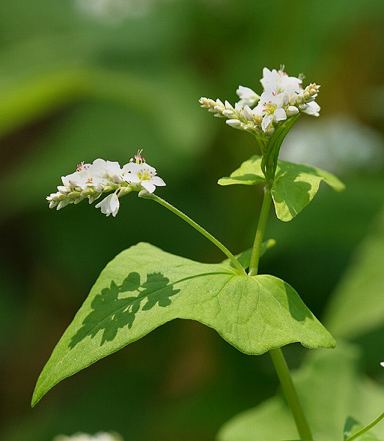 ソバ 蕎麦 の花 白 野草デジカメ日記