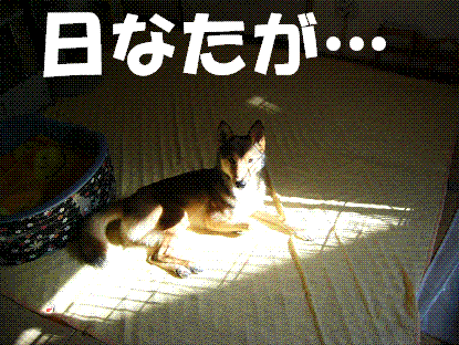 d0032004_20401861.gif