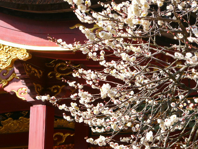 太宰府 四季の花_a0042310_20412026.jpg