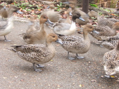 忍ばず池の水鳥_c0004024_0293029.jpg