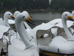 忍ばず池の水鳥_c0004024_0295766.jpg