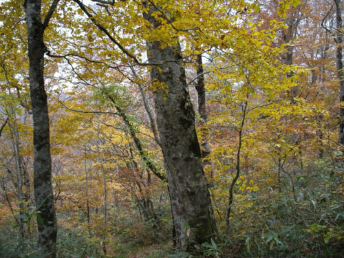 二岐山から二岐温泉（福島）へ（１０月２９～３０日）_c0055946_2134854.jpg