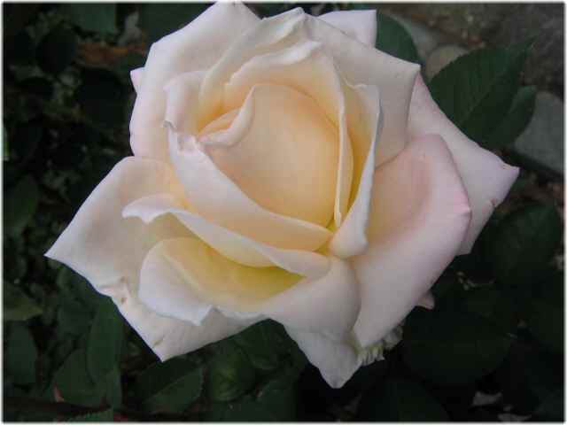 【でも、やっぱり薔薇が好き】_b0009849_10594617.jpg