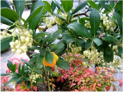 11月1日(火)晴れ【11月といえば菊】_b0009849_1085725.jpg