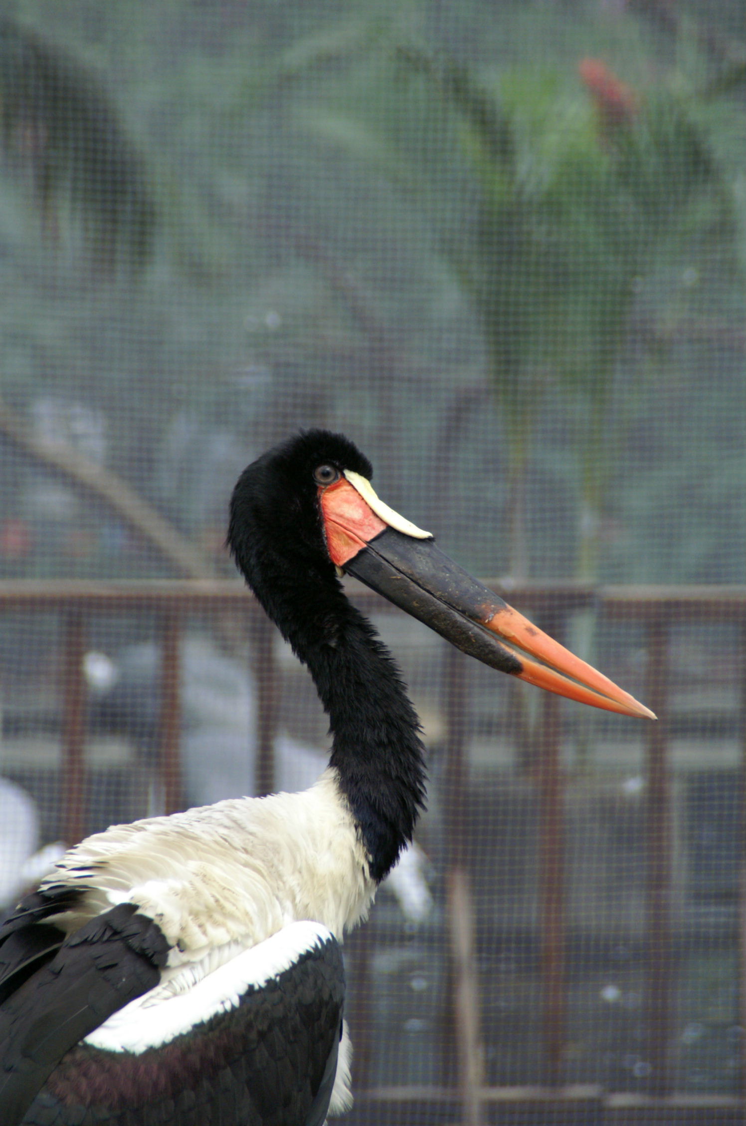 オープンが待ち遠しい神戸花鳥園 動物園でお散歩