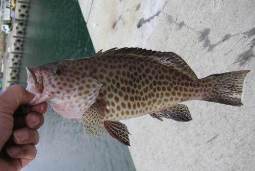 アズキハタ あらため オオモンハタ Risering