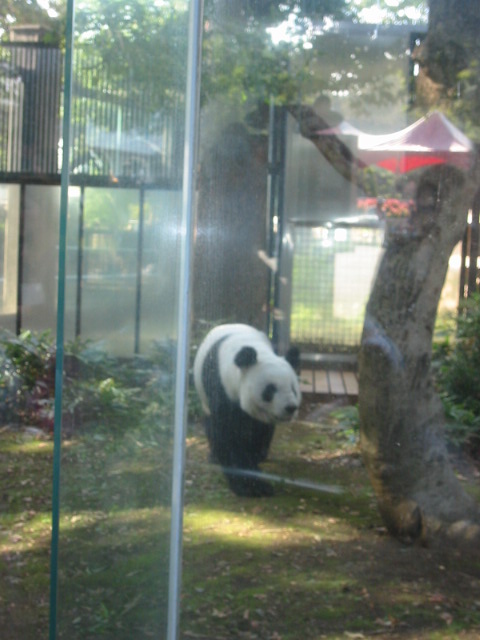 上野動物園に行ってきたよ！_a0023548_21245346.jpg